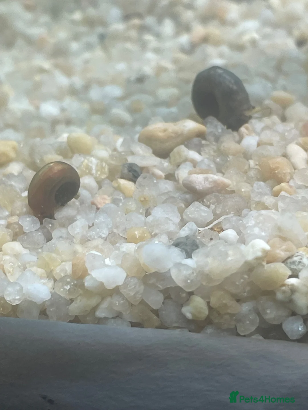 Snails invertebrates for sale: Ramshorn Snails in High Wycombe - Advert 3