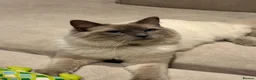 Ragdoll cats for stud: Blue point ragdoll stud  - Advert 4