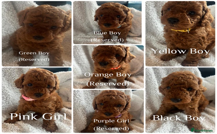 Toy Poodle dogs - Advert 4