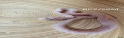 Corn Snake reptiles for sale: Palmetto and caramel palmetto corn snakes  - Advert 10