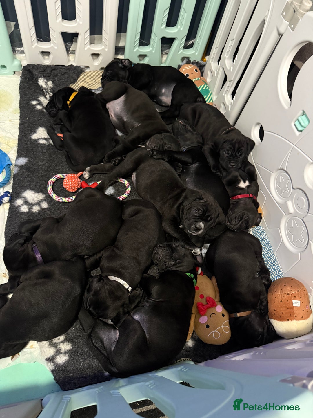 Cane Corso dogs for sale: 12 beautiful cane corso puppies 🐾 - Advert 1
