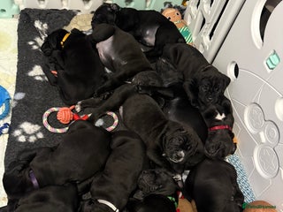 Cane Corso dogs 12 beautiful cane corso puppies 🐾 - Advert 2