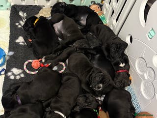 Cane Corso dogs for sale: 12 beautiful cane corso puppies 🐾 - Advert 1