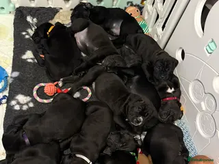 Cane Corso dogs 12 beautiful cane corso puppies 🐾 - Advert 4