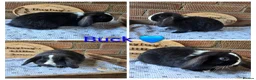 Mini Lop rabbits for sale: READY NOW Gorgeous pure breed mini lops  - Advert 3