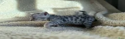 Bengal cats for sale:  STUNNING BENGAL KITTENS   - Advert 5