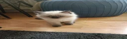 Ragdoll cats for sale: 🌸🌸 BEAUTIFUL RAGDOLL 🌸🌸ALL AVAILABLE 🌸🌸 - Advert 15