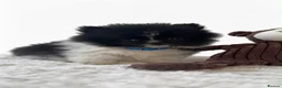 Pomeranian dogs for sale: Pomeranian’s  - Advert 8