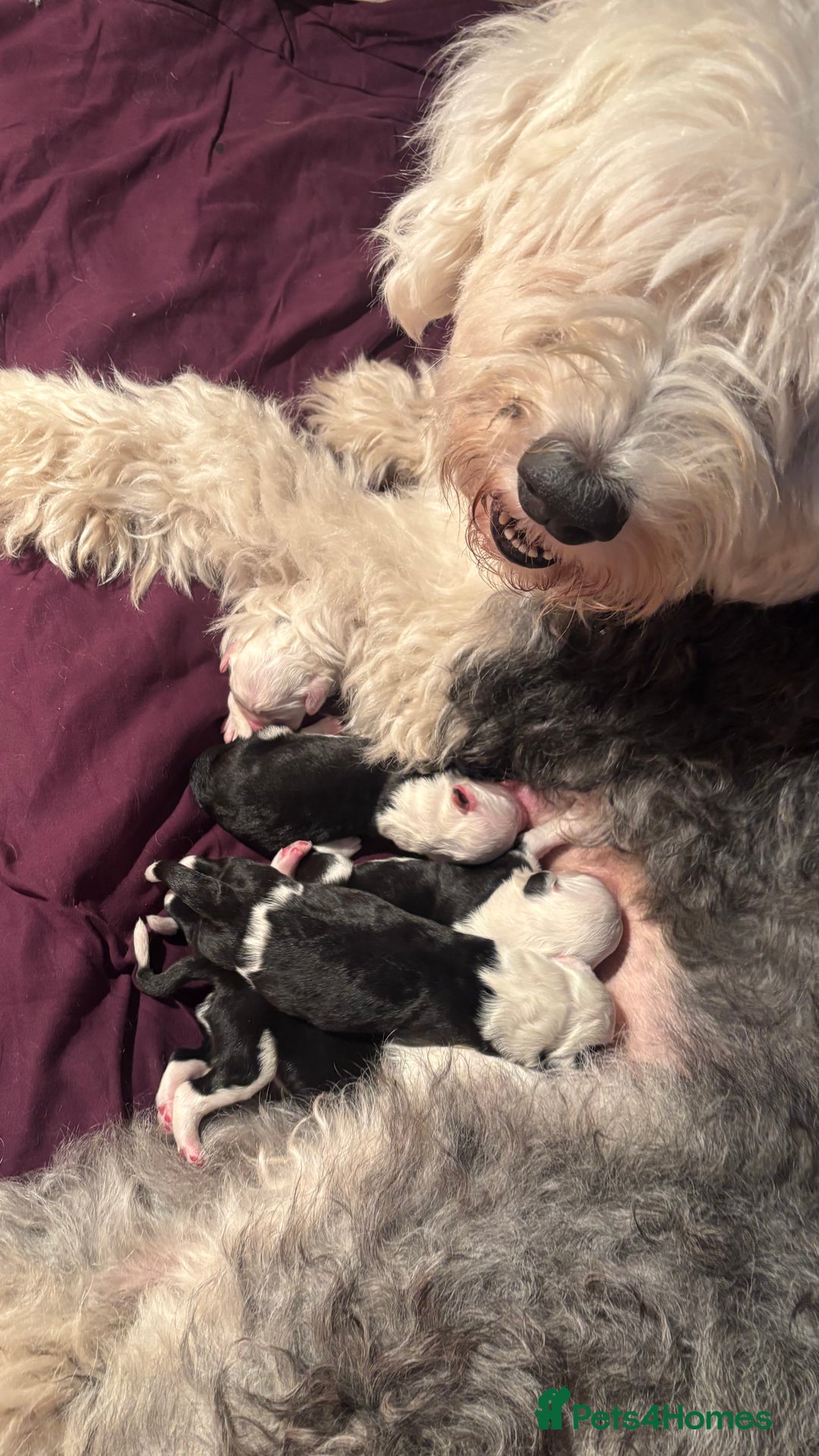 Old English Sheepdog dogs for sale: Old English Sheep Dog Puppies for sale - Advert 5