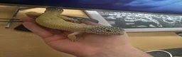 Leopard Gecko reptiles for sale: Leopard gecko up for sale! in Bilston - Advert 1