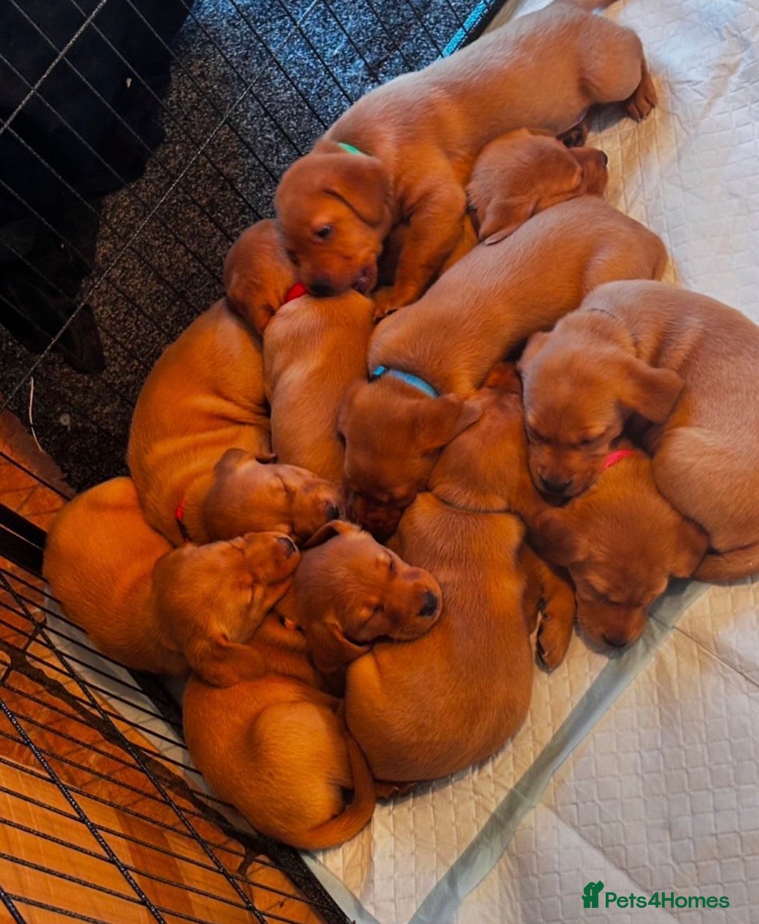 Labrador Retriever dogs for stud: Health clear,hip scored,KC Red Labrador for stud in Darlington - Advert 26