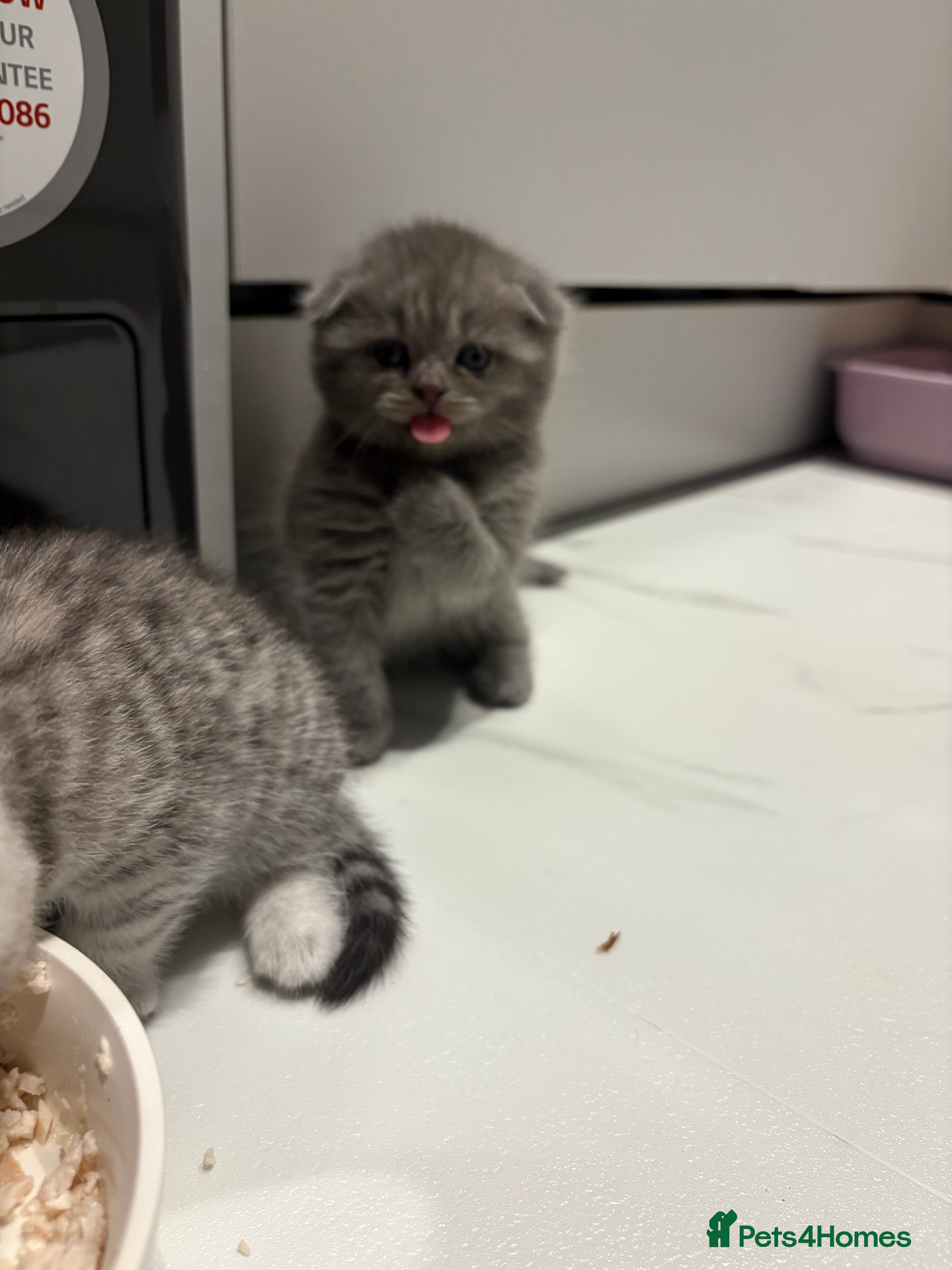 Scottish Fold cats LAST 1 Scottish fold&straight kittens - Advert 4