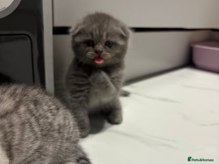 Scottish Fold cats LAST 1 Scottish fold&straight kittens - Advert 4