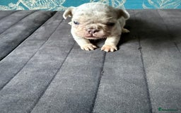 French Bulldog dogs for sale: Beautiful frenchie puppies  - Image 3