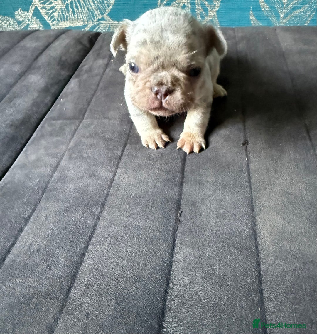 French Bulldog dogs for sale: Beautiful frenchie puppies  - Image 3