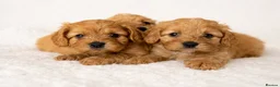 Cavapoo dogs for sale: Beautiful Cavapoo Puppies – Ready for Loving Homes - Advert 3