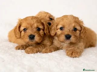 Cavapoo dogs Beautiful Cavapoo Puppies – Ready for Loving Homes - Advert 11