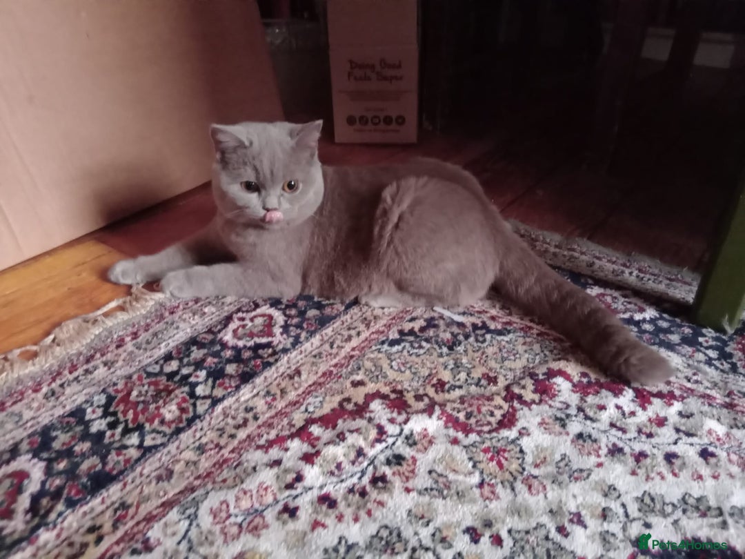 British Shorthair cats for sale: British Shorthair kittens - Advert 4