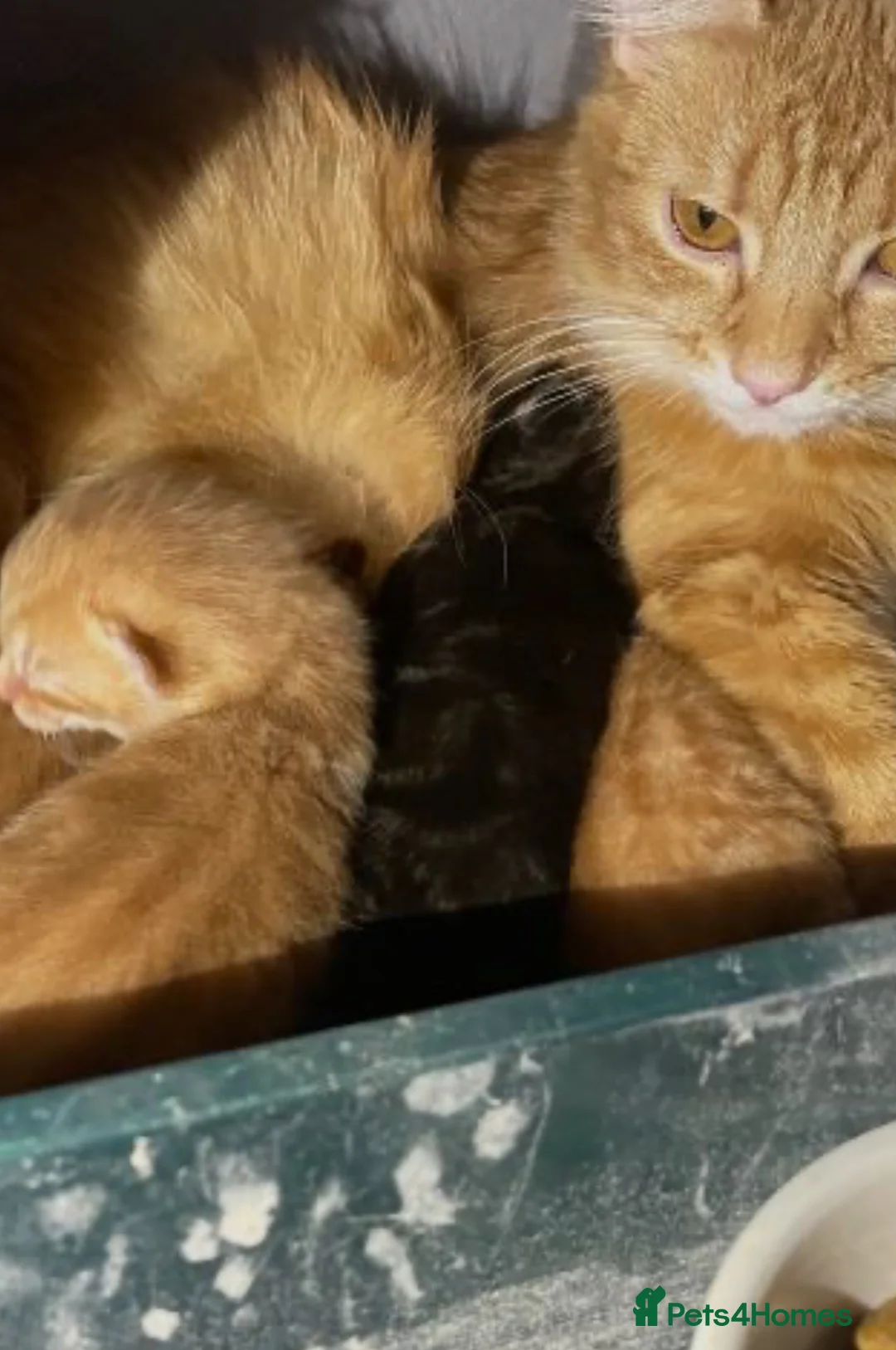 Mixed Breed cats for sale: Beautiful kittens  in Lutterworth - Advert 7