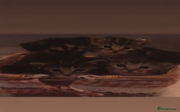 Mixed Breed cats for sale: The Fab Four - Advert 1