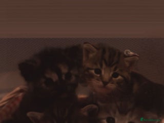 Mixed Breed cats The Fab Four - Advert 1