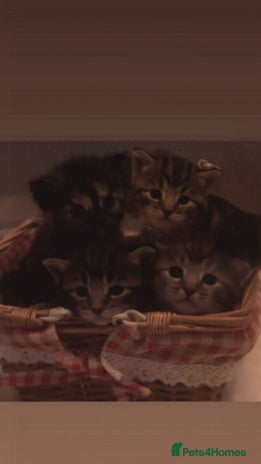 Mixed Breed cats The Fab Four - Advert 1