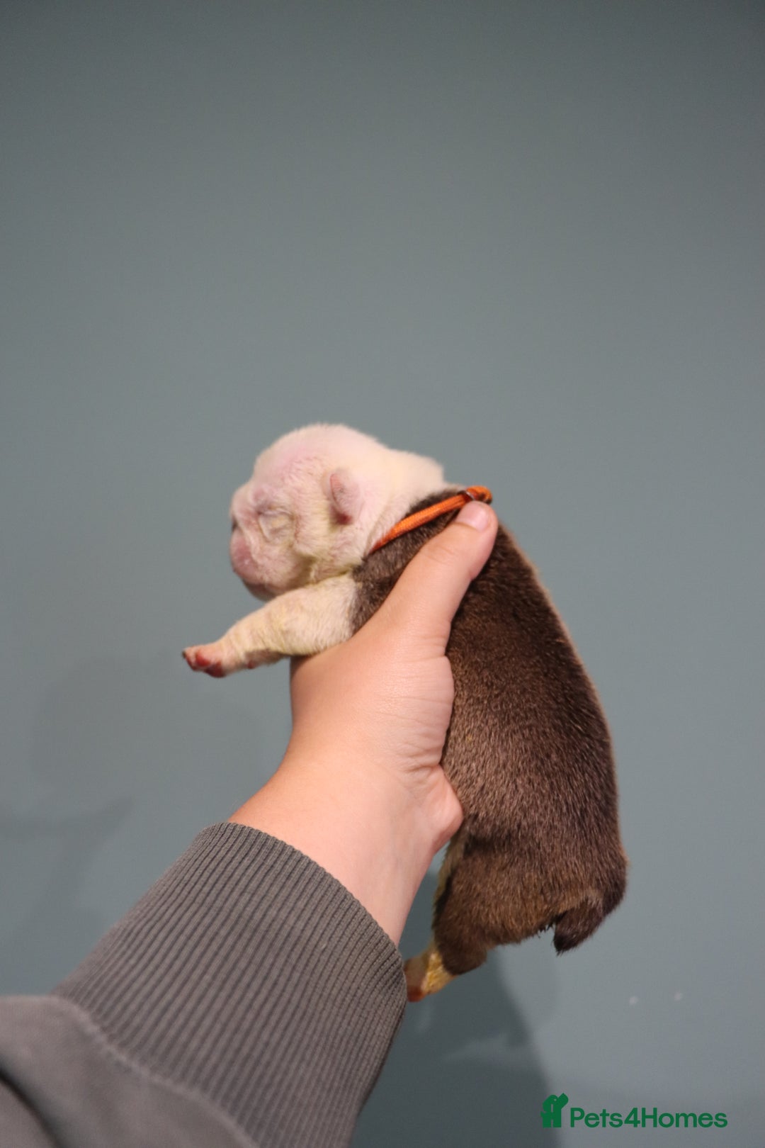 English Bulldog dogs for sale: English bulldog puppies  - Image 2