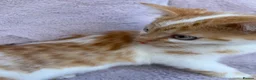 Domestic Shorthair cats for sale: 5 beautiful coloured kittens - Advert 11