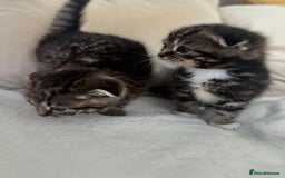 Mixed Breed cats for sale: Scottish fold mixed breed - Image 21