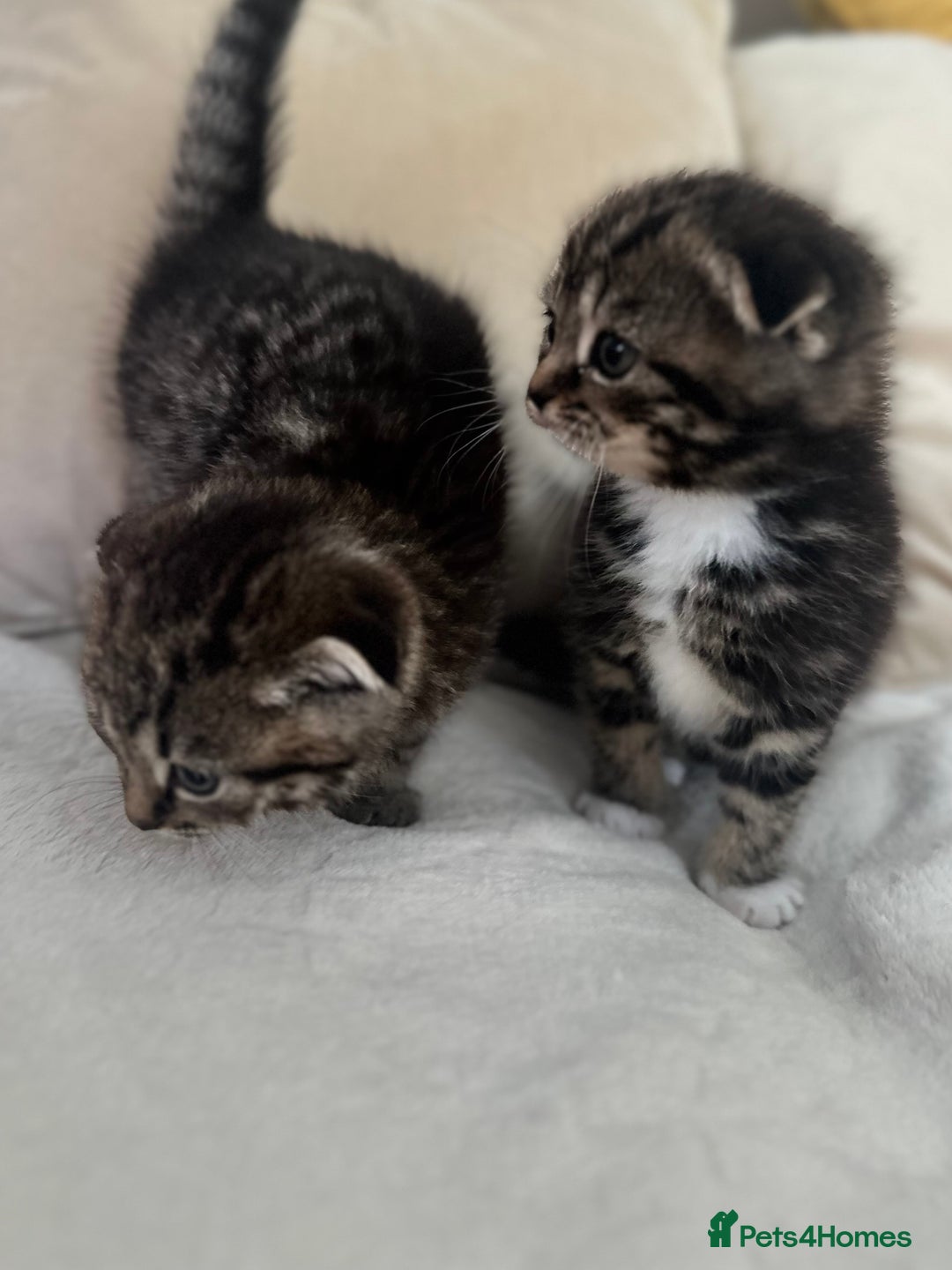 Mixed Breed cats for sale: Scottish fold mixed breed - Image 21