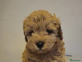 Cavapoo dogs F1b cavapoos - Advert 3
