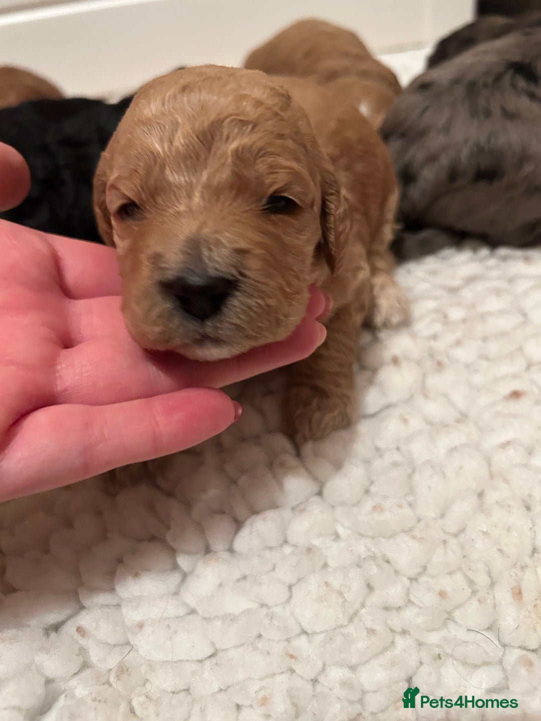 Mixed Breed dogs for sale: Beautiful miniature labradoodle puppies  - Advert 24