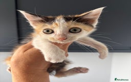 British Shorthair cats for sale: Kittens available BLUES in Axbridge - Image 11