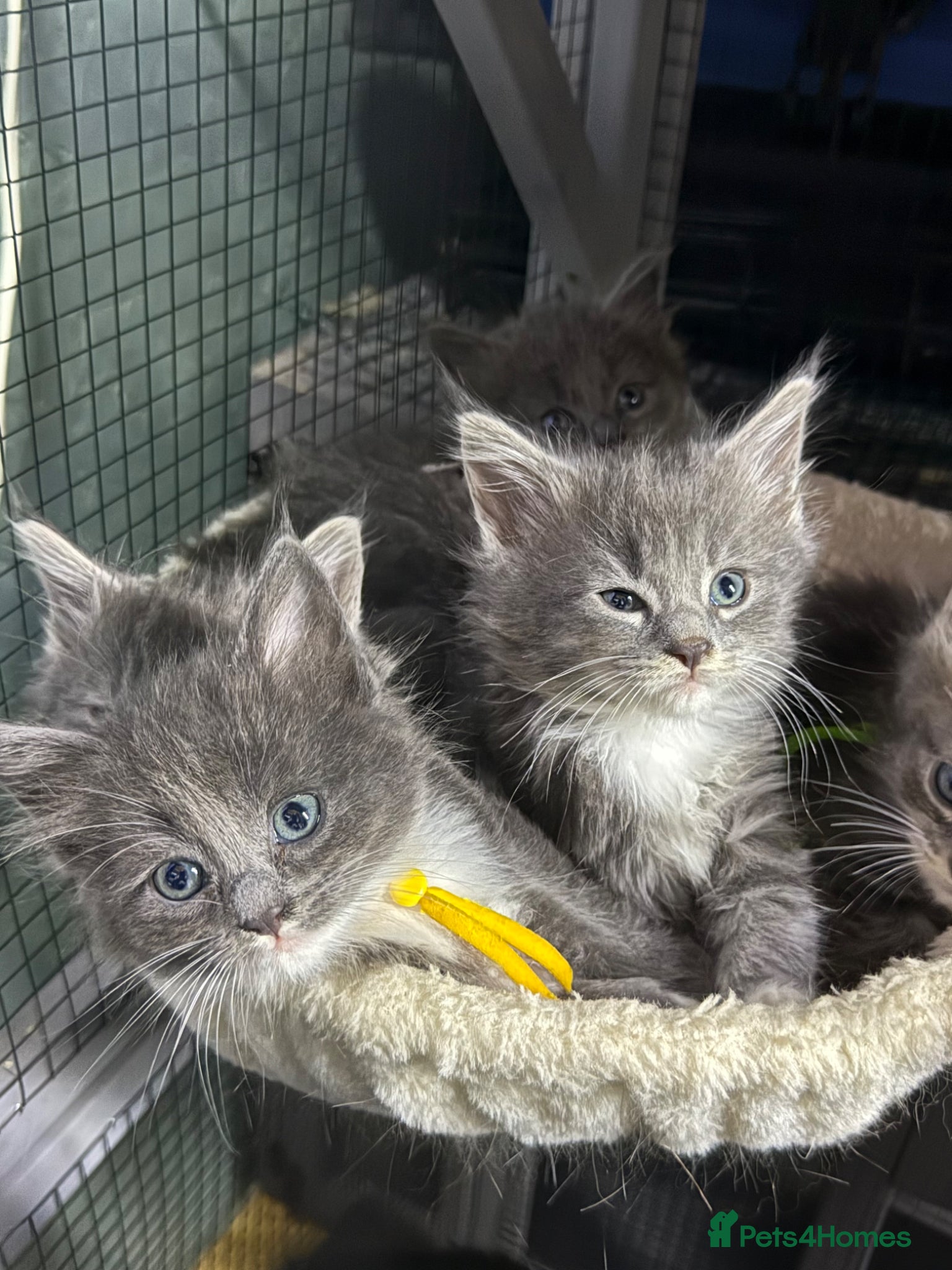 Maine Coon cats Mainecoon  - Advert 1