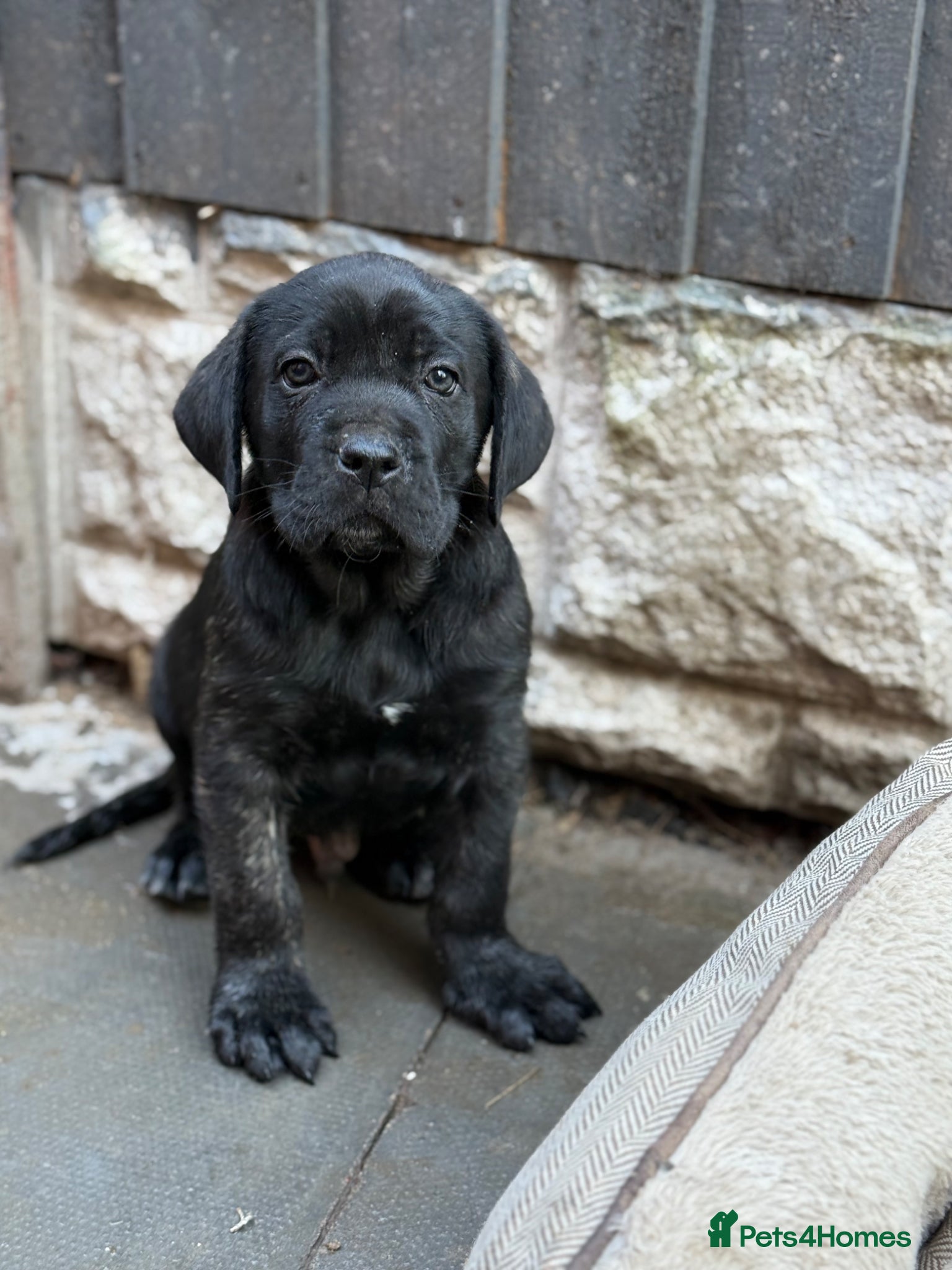 Presa Canario dogs Only males🏆Champion Blood presa Canario pups!! - Advert 1