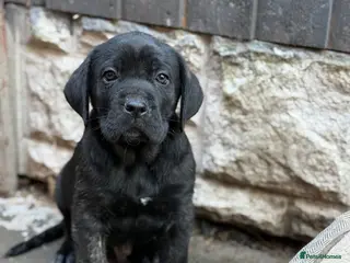 Presa Canario dogs Only males🏆Champion Blood presa Canario pups!! - Advert 1