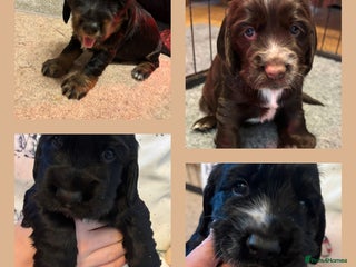 Cocker Spaniel dogs 4 cocker spaniel puppies, mum and dad family pets - Advert 1