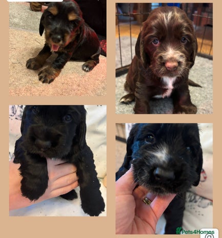 Cocker Spaniel dogs 4 cocker spaniel puppies, mum and dad family pets - Advert 16