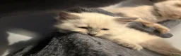 Ragdoll cats for sale: ❤️ fully vaccinated pure Ragdoll ready 25th August - Advert 21