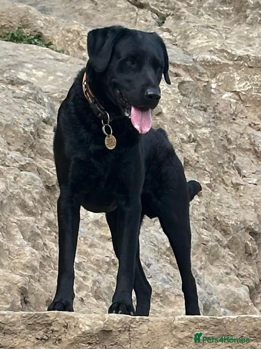 Labrador Retriever dogs Proven, KC Reg, fully health tested Labrador stud - Advert 6