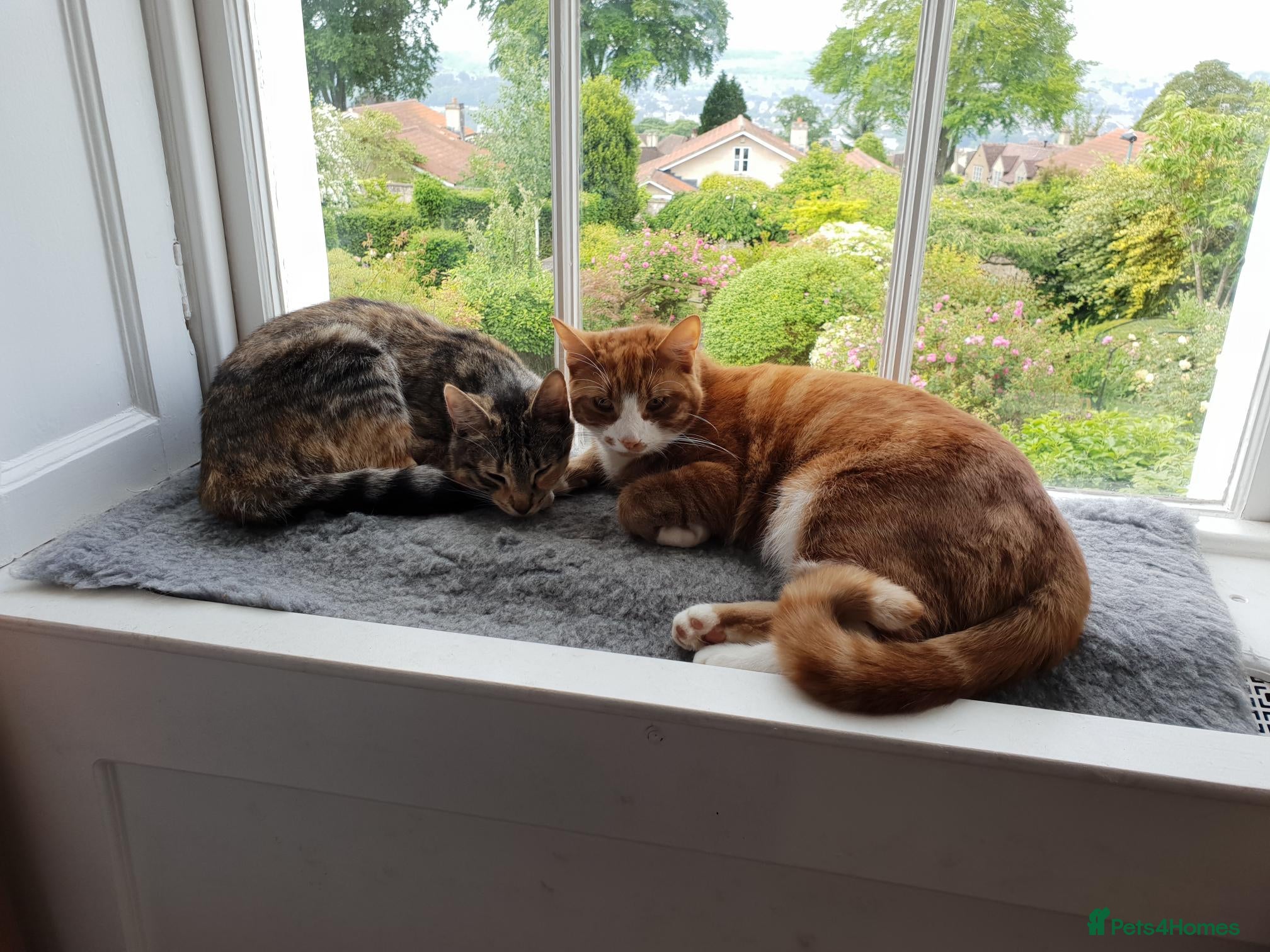 Mixed Breed cats Two gorgeous adult cats looking for a loving home - Advert 1