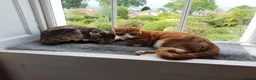 Mixed Breed cats for sale: Two gorgeous adult cats looking for a loving home - Advert 1