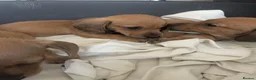 Miniature Dachshund dogs for sale: Kc registered mini smooth - Advert 9