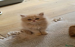 Persian cats for sale: 2 stunning full Persian  kittens ready now  - Image 4