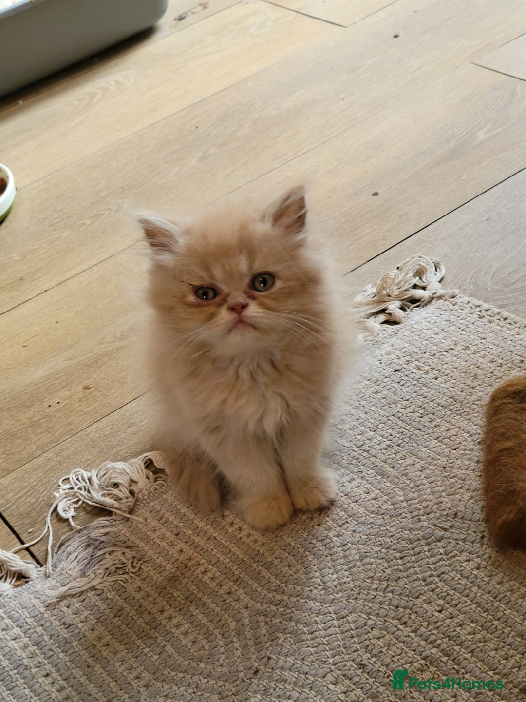 Persian cats for sale: 2 stunning full Persian  kittens ready now  - Image 4