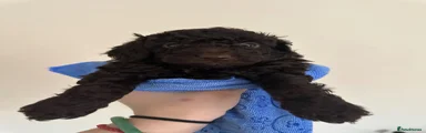 Cockapoo Puppy 6