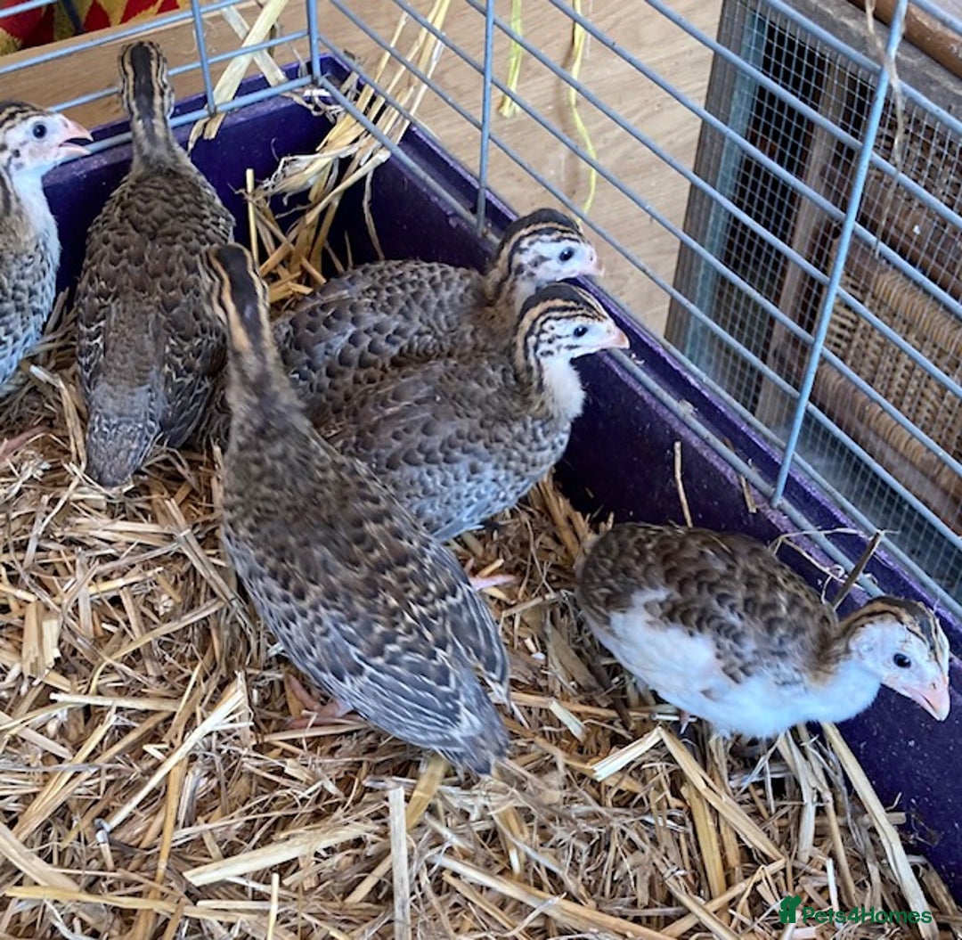 Guinea Fowl poultry for sale: Guinea Fowl Keets Chicks - Image 4