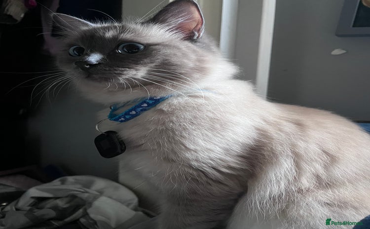 Ragdoll cats - Advert 8