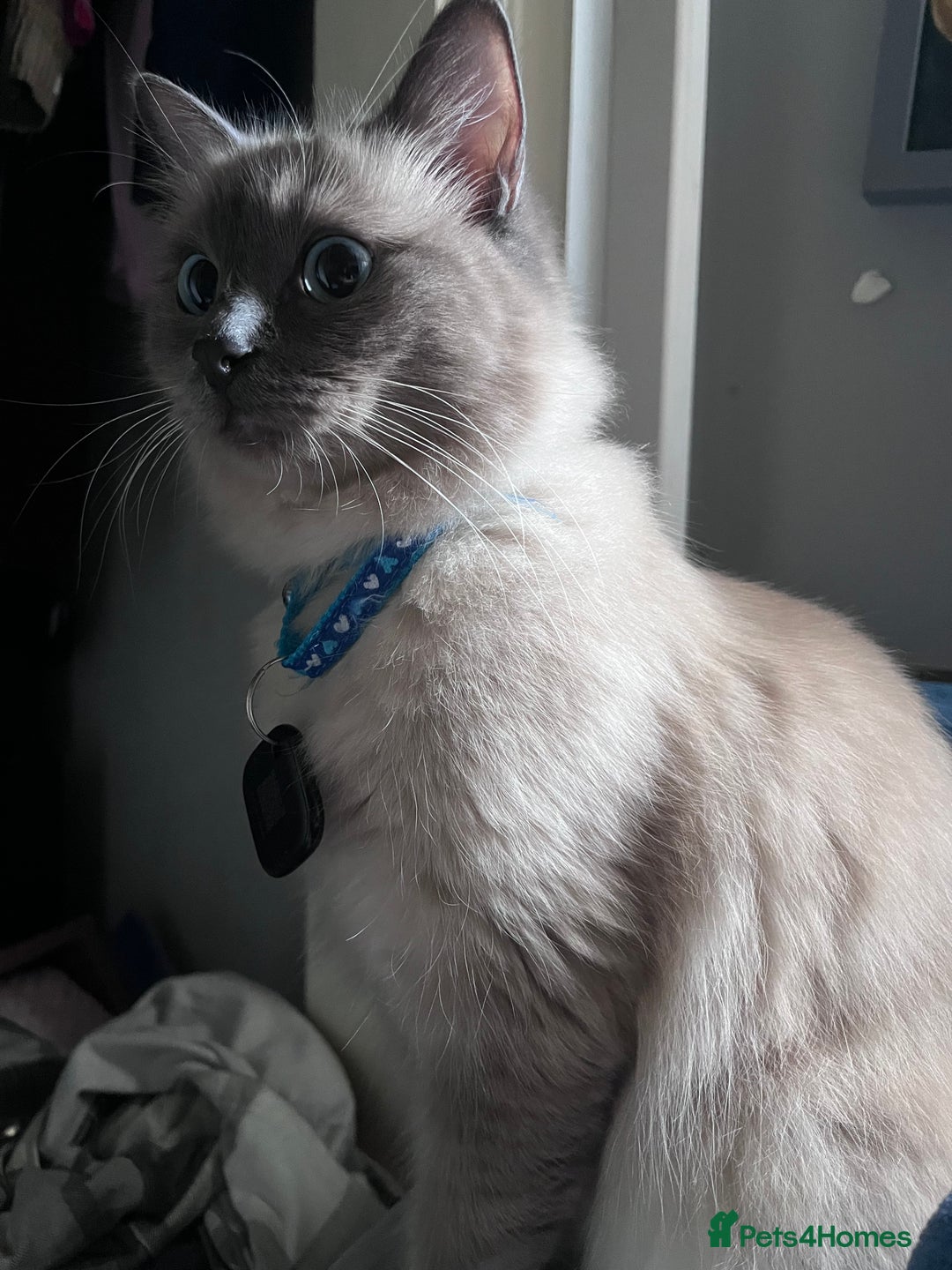 Ragdoll cats for sale: Willow - Image 1