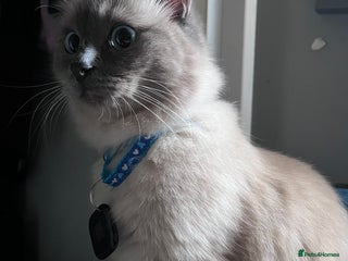 Ragdoll cats - Advert 7